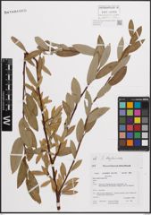 Foto von Salix daphnoides Vill.